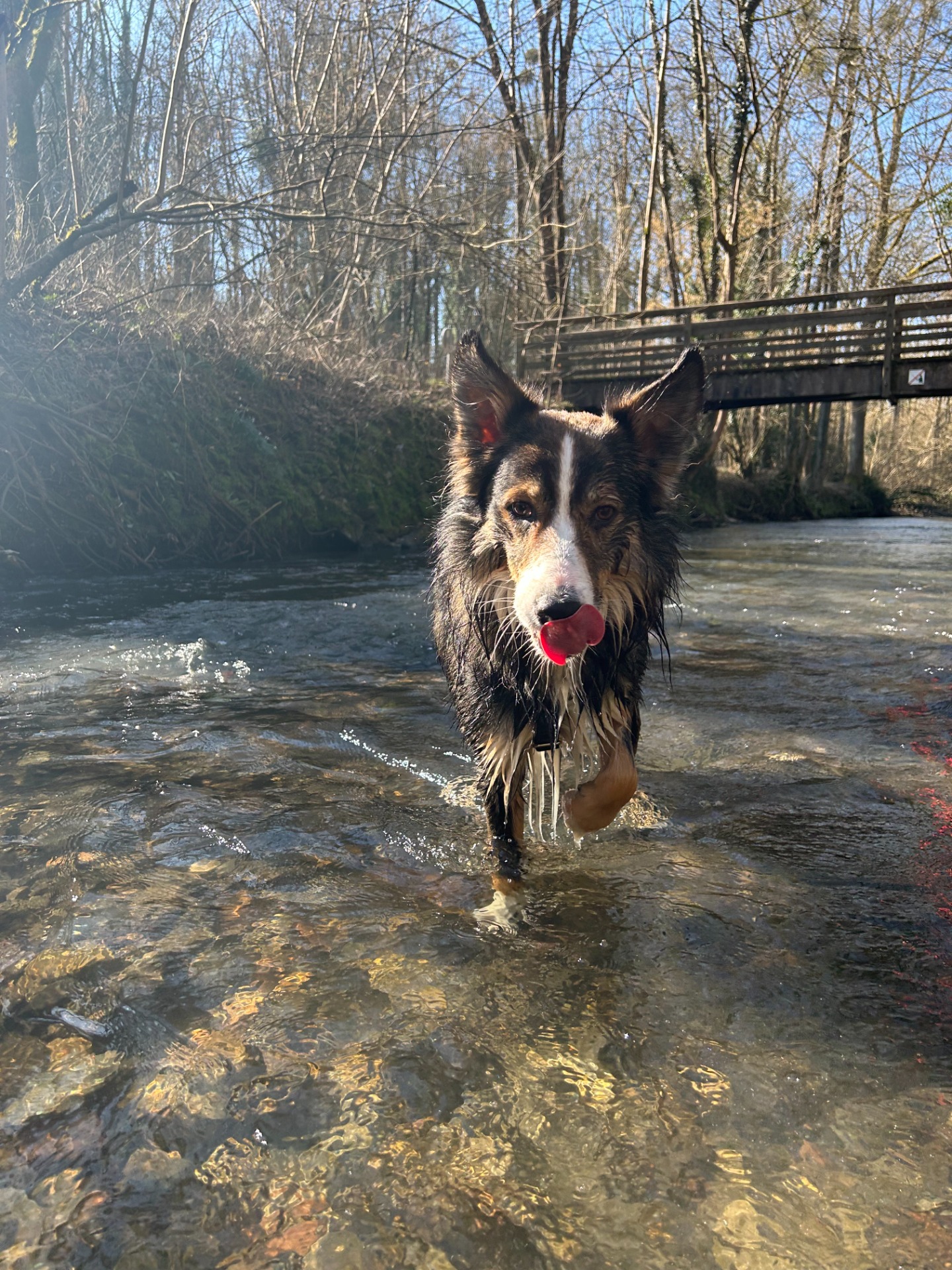 Tobio le gros cochon🐷