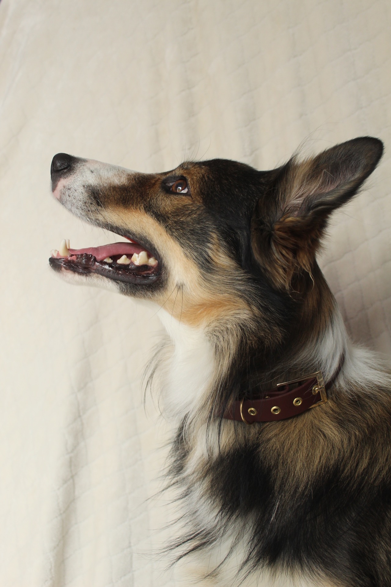 Tobio, avec un collier réglable unicolore, couleur saddle