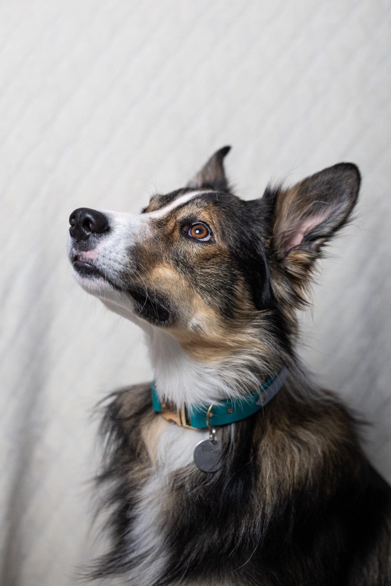 Tobio, avec un collier sur mesure bi-colore avec une médaille personnalisée